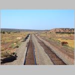BNSF_Gallup-Sub-186.5-horses-wb.jpg
