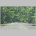 Clarion_Piney-Dam-Rd-deer-far.jpg