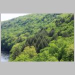 NYC_Clarion-Trestle-valley-nwd-fur-tree-patch.jpg