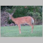 Elkridge_Deer-yard-side-zoom-soft.jpg
