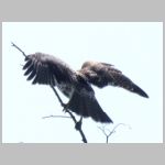 Haddonfield_RTH-top-perch-flap-rear.jpg