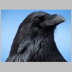 NPS_Grand-Canyon-Lipan-Point-roof-raven-headshot.jpg
