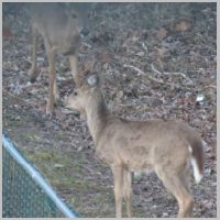 Elkridge_Deer-2-shaggy-winter.jpg