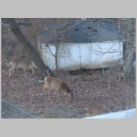 Elkridge_Deer-herd-winter-grazing.jpg