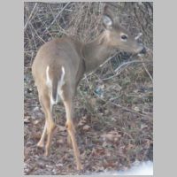 Elkridge_Deer-winter-butt+head.jpg