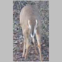 Elkridge_Deer-winter-butt.jpg