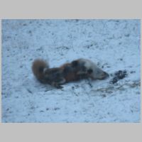 Elkridge_Fox-playing-in-snow-soft.jpg