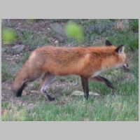 Elkridge_Mamafox-skulking.jpg