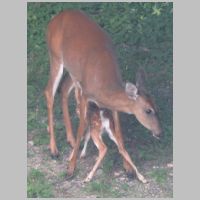 Elkridge_Mamadoe+nursing-fawn.jpg