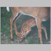 Elkridge_Mamadoe-lower+fawn.jpg