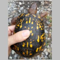 CSX_OML-Sub-10.2-grumpy-turtle-above.jpg