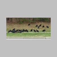 Elkridge_Black-Vulture-wake-side+corpse-wide.jpg