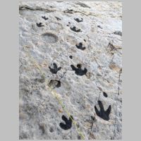 Denver_Dinosaur-Ridge-main-tracks-sample-painted.jpg