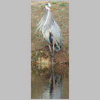 SC_Dataw-Island-Gator-Pond-blue-heron-tall.jpg