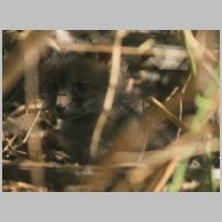 Elkridge_Mamafox-kit-hidden-zoom.jpg