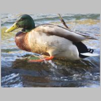 BO_Thomas-Viaduct-rapids+duck-perched-zoom.jpg