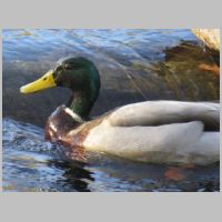 BO_Thomas-Viaduct-rapids+duck-zoom.jpg