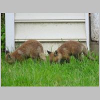 Elkridge_Mamafox-kits-2xSniff.jpg