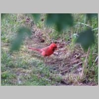 Elkridge_Cardinal-obscured-zoom.jpg