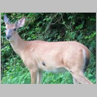Elkridge_Lumpy-buck-side-upper.jpg