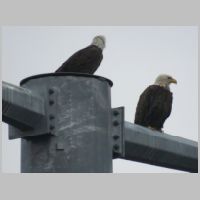 CP-BIRD-Bald-Eagles-head-back+profile+pylon-top.jpg