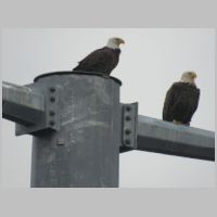 CP-BIRD-Bald-Eagles-serious+pylon-top.jpg