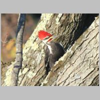 Elkridge_Pileated-Woodpecker.jpg