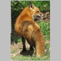 Elkridge_Mamafox-21-back+tail-pant.jpg