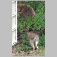Elkridge_Sockfox-kit-butt+Mamafox-rear.jpg