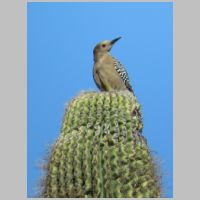 AZ_Wild-Spirit-Ranch-Gila-Woodpecker+saguaro-top.jpg