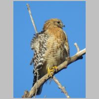 Elkridge_Red-Shouldered-Hawk-side-look.jpg